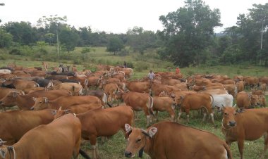 Kementan Tegaskan Penyakit Jembrana pada Sapi Tidak Menular ke Manusia
